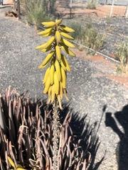 Aloe asperifolia