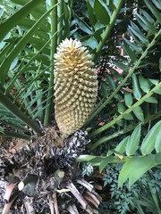 Encephalartos altensteinii