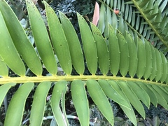 Encephalartos altensteinii
