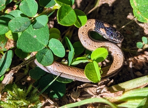 Cantor’s black-headed snake