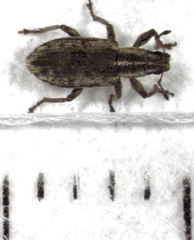 Sitona discoideus
