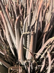 Aloe asperifolia