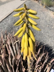 Aloe asperifolia