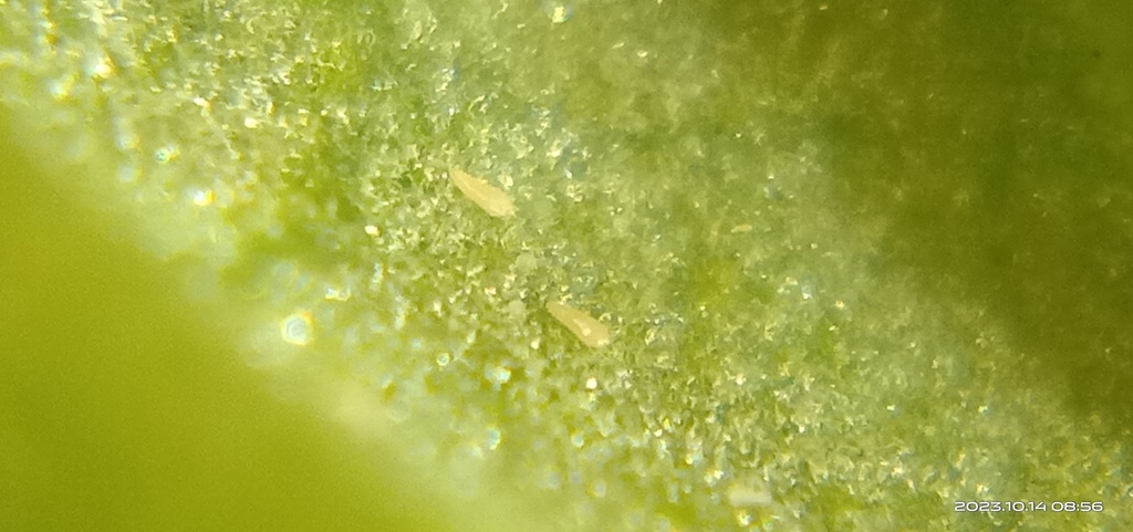 Citrus Rust Mite from 830台灣高雄市鳳山區 on October 14, 2023 at 08:56 AM by 余世 ...