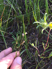 Turritis glabra