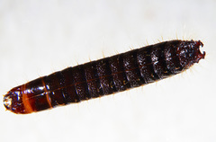 Elateridae
