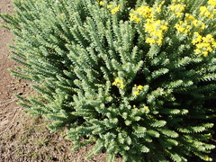 Euryops tysonii