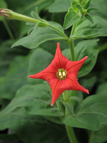red petunia (Petunia exserta)