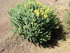 Euryops tysonii