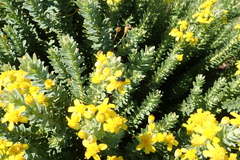 Euryops tysonii
