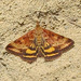 Mottled Pyrausta Moth - Photo (c) Ken Schneider, some rights reserved (CC BY-NC), uploaded by Ken Schneider
