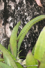Aechmea setigera