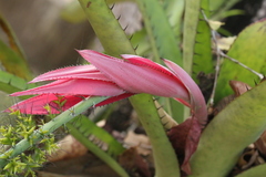 Aechmea setigera