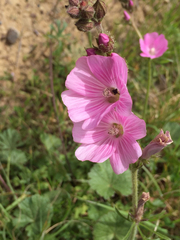 Sidalcea malviflora