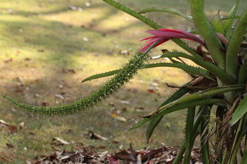 Aechmea setigera