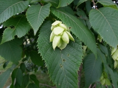 Ostrya virginiana image