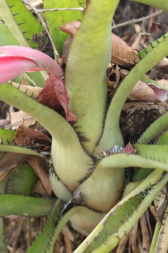 Aechmea setigera