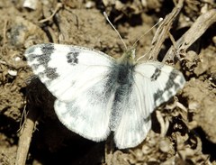 Pontia edusa