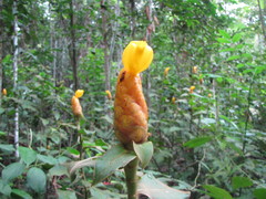 Costus lasius