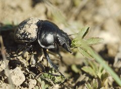Lethrus apterus