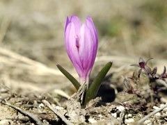 Colchicum bulbocodium