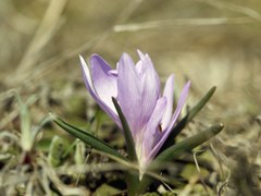 Colchicum bulbocodium