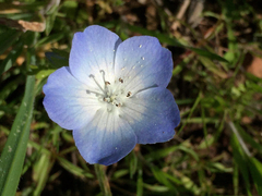 Nemophila menziesii menziesii