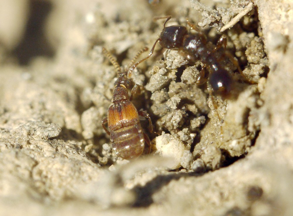 Chennium bituberculatum