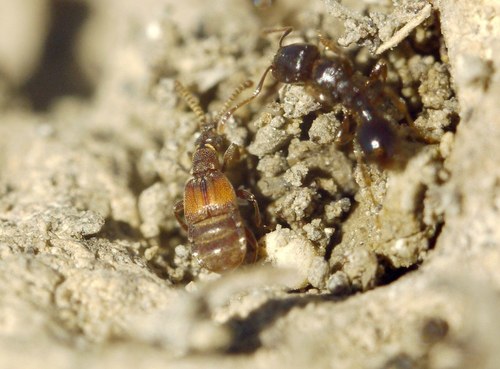 Chennium bituberculatum