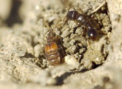 Chennium bituberculatum