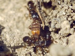 Chennium bituberculatum