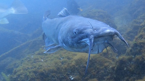 Ictalurus punctatus