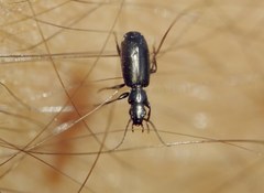Microlestes