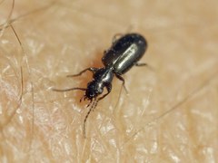 Microlestes