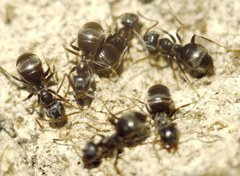 Lasius