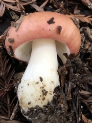 Russula californiensis