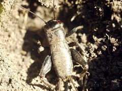Melanogryllus desertus
