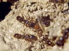 Chennium bituberculatum