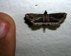 Sufetula