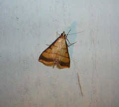 Cnaphalocrocis