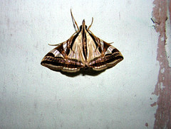 Agrioglypta excelsalis