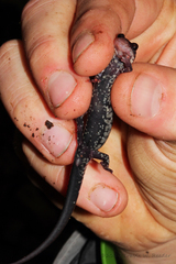 Plethodon ouachitae