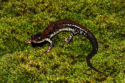 Rich Mountain Salamander