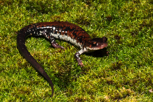 Rich Mountain Salamander