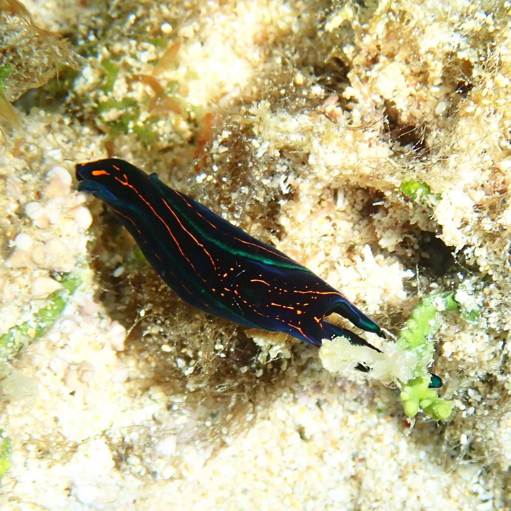 T-bar Swallowtail