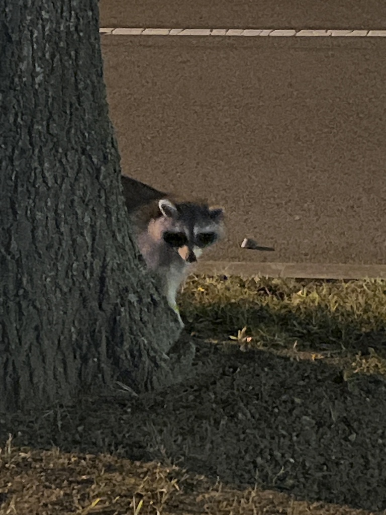 Common Raccoon from Emmanuel College, Boston, MA, US on October 13 ...