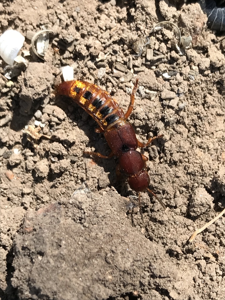 Platydracus vittatus