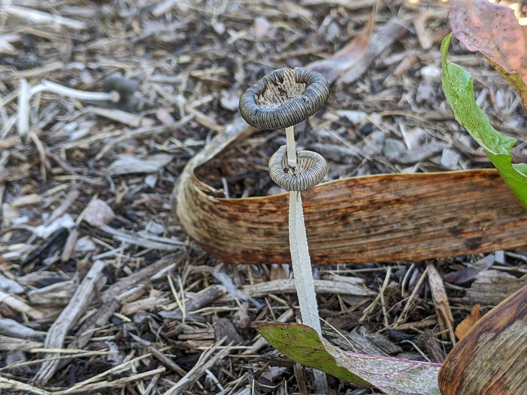 Coprinopsis sp. 'IN12'