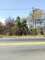 Juniperus flaccida flaccida