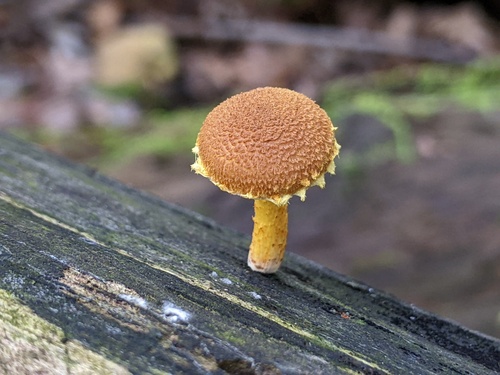 Pholiota
